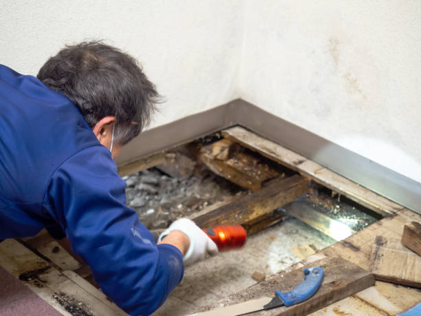 Best Professional Mold Removal  in Cottonwood, AZ