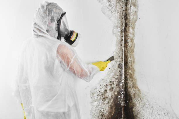 Mold Removal and Inspection in Cottonwood, AZ