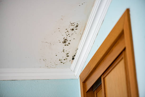 Best Mold Removal and Inspection  in Cottonwood, AZ