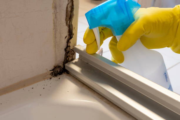 Home Mold Removal in Cottonwood, AZ