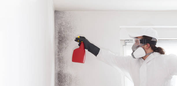 Office Mold Removal Services in Cottonwood, AZ