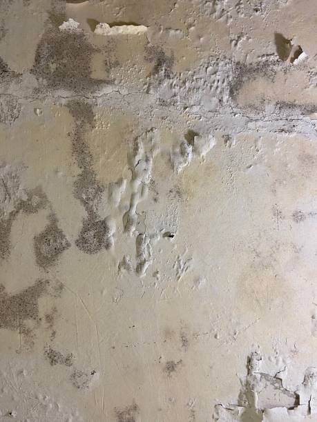 Best Local Mold Removal Service  in Cottonwood, AZ