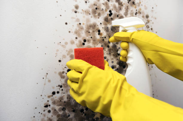Best Attic Mold Removal  in Cottonwood, AZ