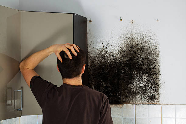 Best Mold Removal Near Me  in Cottonwood, AZ