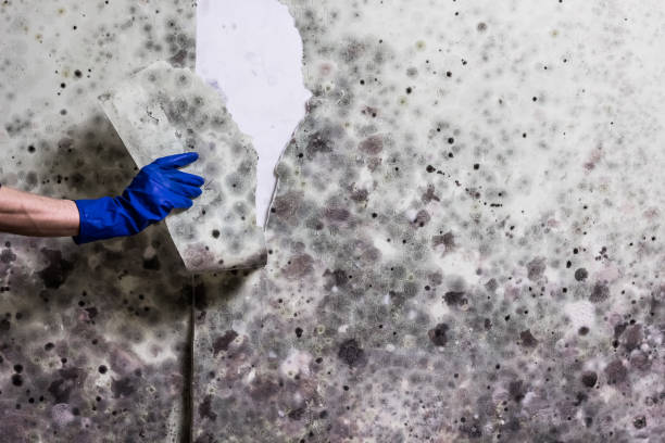 Best Certified Mold Removal  in Cottonwood, AZ