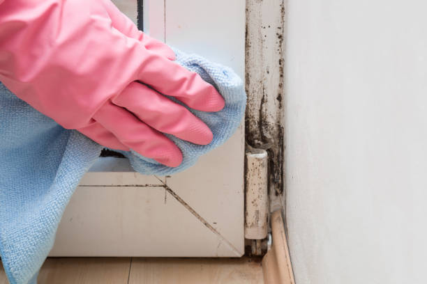 Best Mold Cleaning Services  in Cottonwood, AZ