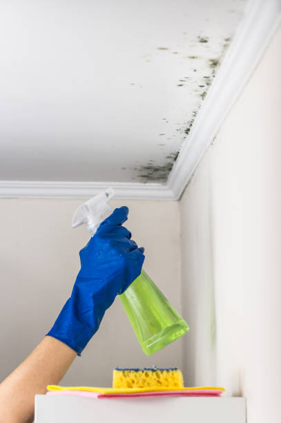 Best Toxic Mold Removal  in Cottonwood, AZ