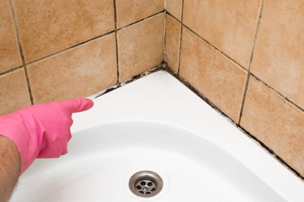 Best Toxic Mold Removal  in Cottonwood, AZ